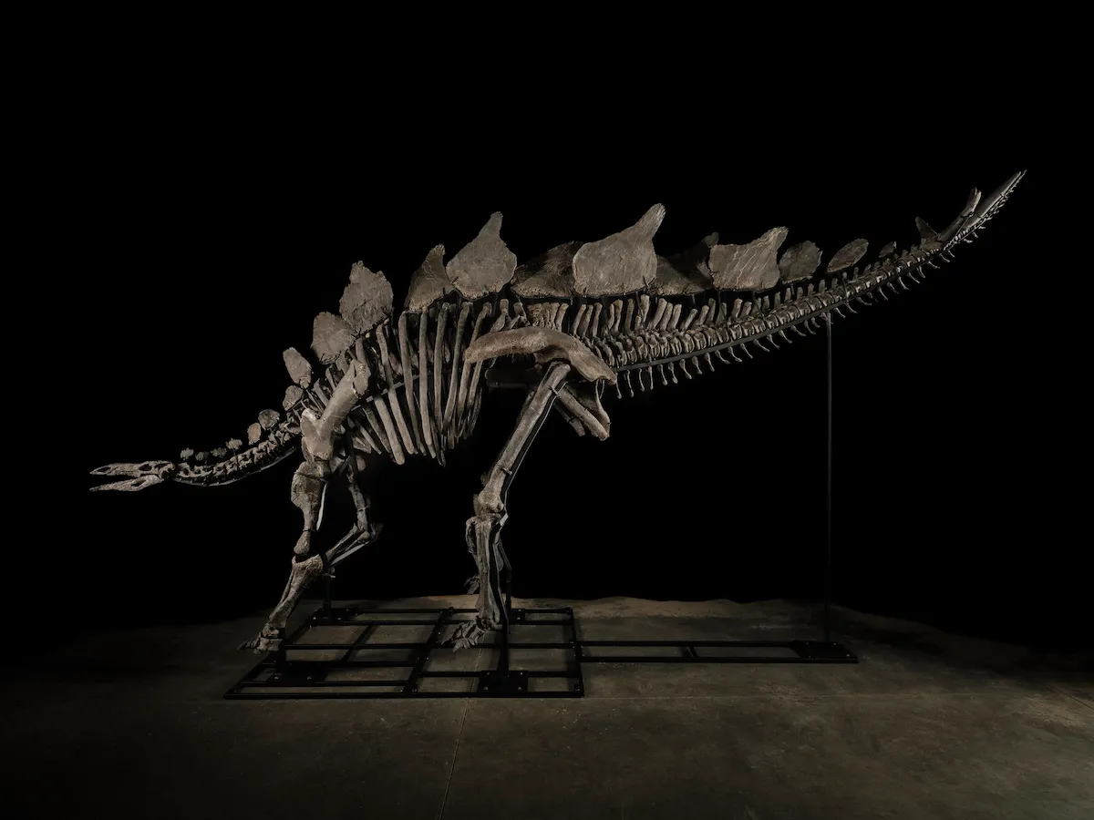 Dinosaur Skeleton Sells at Sotheby’s for $44.6 M., Becoming Most Expensive Fossil Ever Auctioned